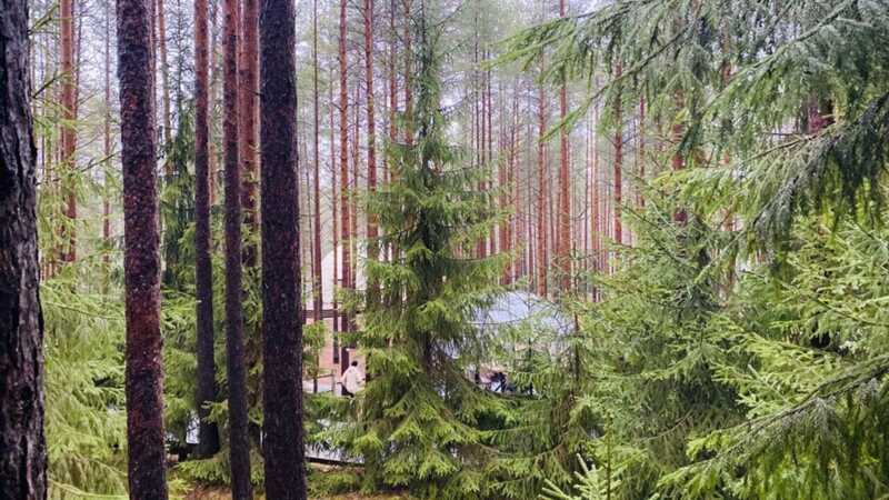 Коррупционная схема в Белоярском районе: государственный лесной фонд Свердловской области оказался в частной собственности